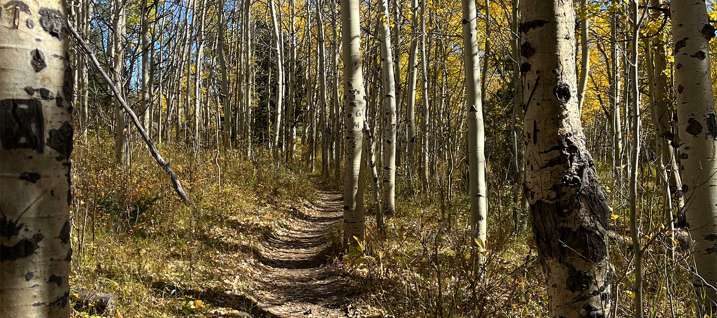 Narrow Dirt Trail Winding Through a Golden Aspen Grove in Peak Fall Color With White Birch Trunks and Blue Sky Visible Through the Canopy